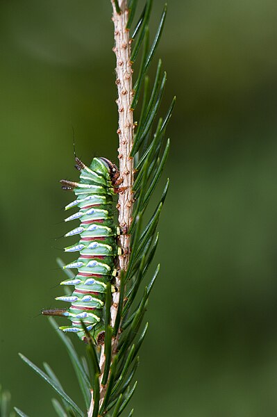 File:Actias neidhoeferi (25430307652).jpg