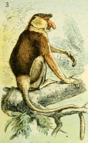 File:Adolphe Millot mammiferes A (3-Nasal semnopithecus).jpg