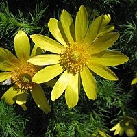 Proljetni gorocvijet, A. vernalis.