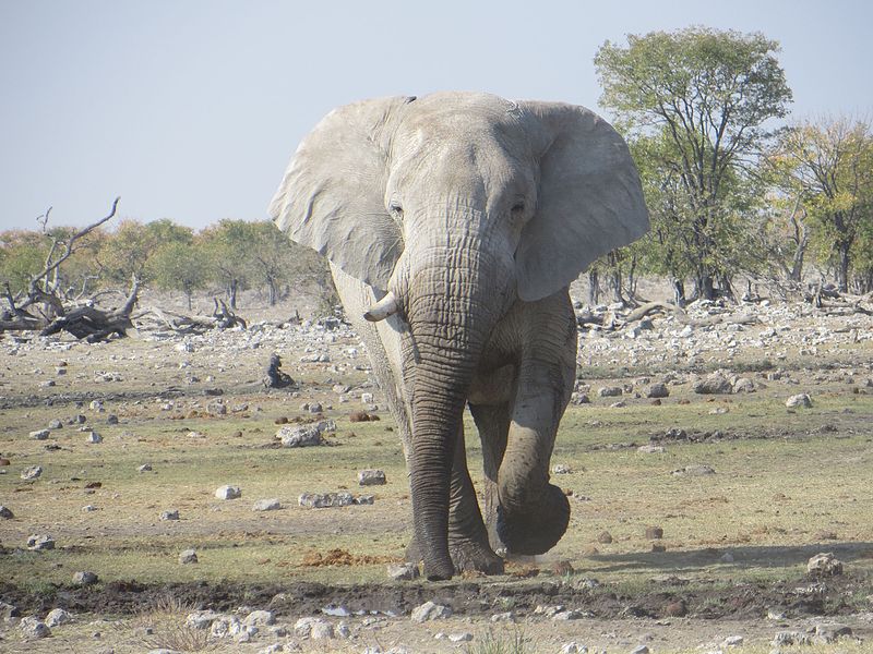 File:African Bull elephant walking towards camera in August 2013.jpg