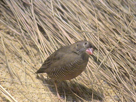 Ortygospiza gabonensis