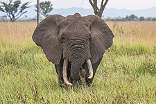 African bush elephant (Loxodonta africana)