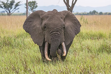 Loxodonta africana (African Elephant)