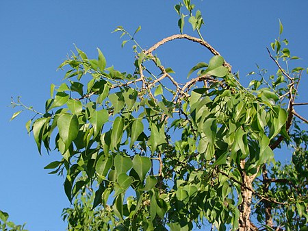 Agonandra brasiliensis