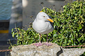 English: A western gull at Alcatraz Island. Polski: Mewa zachodnia na wyspie Alcatraz.