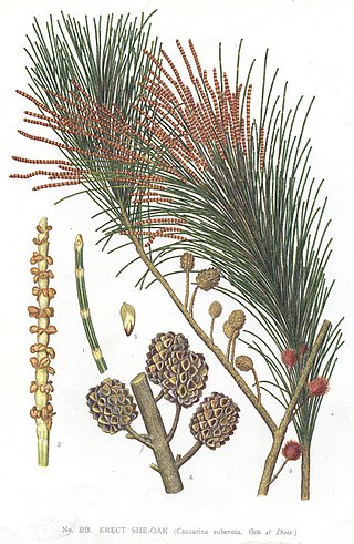 <i>Allocasuarina littoralis</i> Species of tree