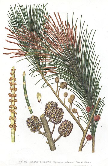 Allocasuarina