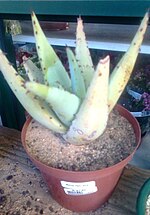 Miniatura para Aloe falcata