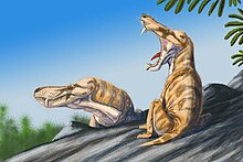 Illustration of Alopecognathus, an early therocephalian therapsid Pristeroognathus DB.jpg