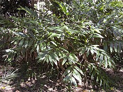 Alpinia caerulea plant.jpg
