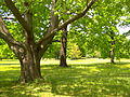 Englischer Garten in Gotha