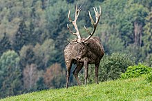 Un cerf élaphe en Autriche, région d'Altenfelden. Septembre 2016.