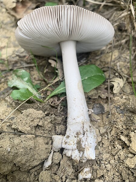 File:Amanita vaginata 4.jpg