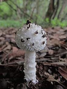 Amanita veldiei D.A. Reid and Eicker ex Redhead 825356.jpg