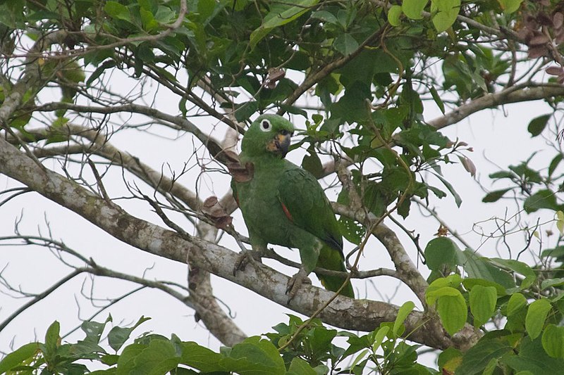 File:Amazona farinosa -Panama-8.jpg