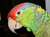 Amazona viridigenalis -head-2.jpg