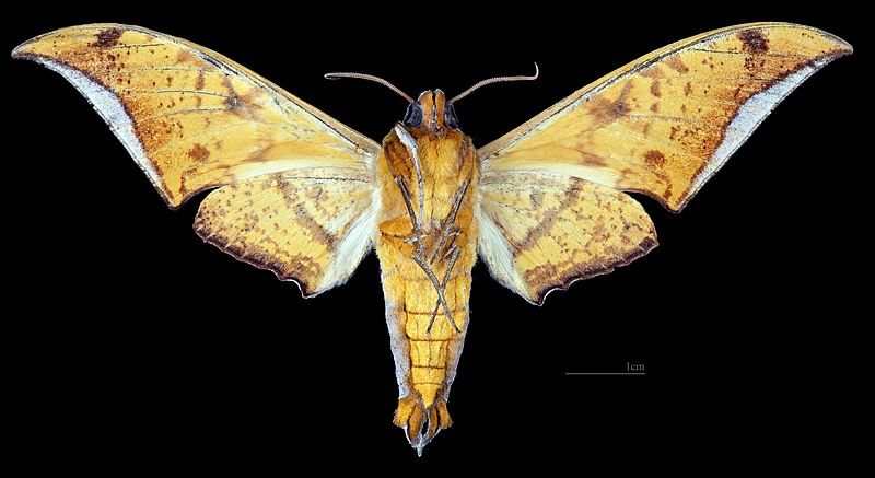File:Ambulyx sericeipennis joiceyi MHNT CUT 2010 0 380 Bukit Fraser, Pahang, Malaisie male ventral.jpg