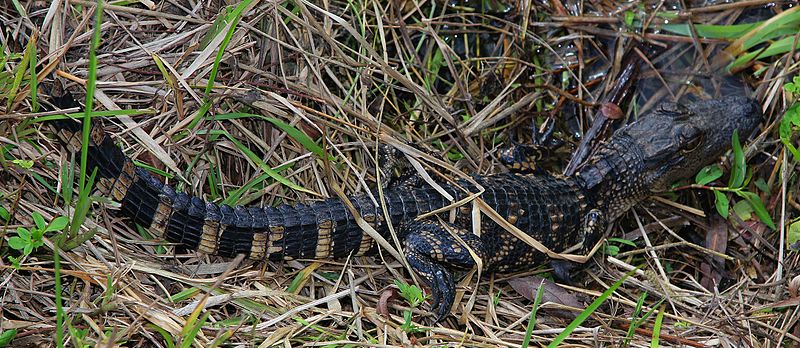 File:American Alligator - Alligator mississippiensis, Anhinga Trail, Everglades National Park, Homestead, Florida - 02.jpg