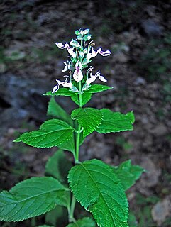 <i>Teucrium canadense</i> species of plant