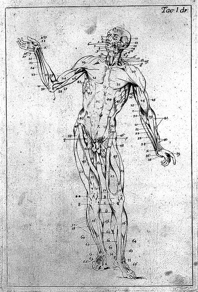 File:Anatomia esterna de corporumano . . . Wellcome L0009624.jpg