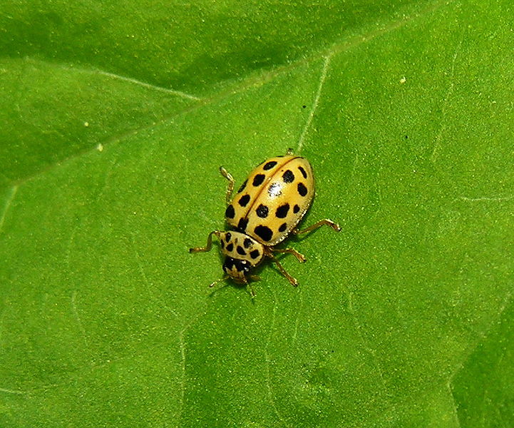 File:Anisostica novemdecimpunctata1.jpg