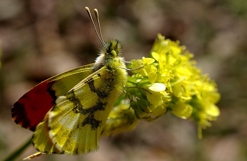 File:Anthocharis euphenoides.jpg