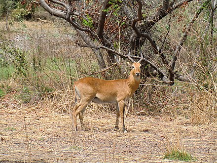 Antelope in W National Park