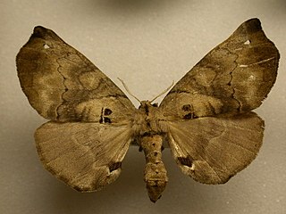 <i>Apatelodes palma</i> Species of moth