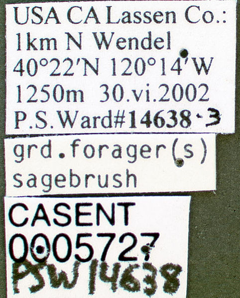 File:Aphaenogaster uinta casent0005727 label 1.jpg