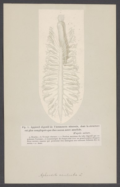 File:Aphrodite aculeata - - Print - Iconographia Zoologica - Special Collections University of Amsterdam - UBAINV0274 007 01 0002.tif