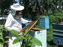 Apiary in Bashkortostan, Russia Apiary in Bashkortostan, Russia.jpg