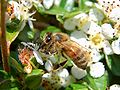 Apis mellifera