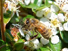 Foraging honey bee Apis mellifera Luc Viatour.jpg