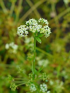 Apium graveolens Inflorescence