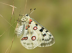 Parnassius apollo