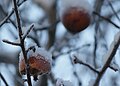 * Nomination Rotten apple(s) eaten by birds.--V-wolf 23:55, 3 December 2010 (UTC) * Decline Unsharp, noisy and the color balance is a bit too much on the blue side.--Andrei Stroe 21:11, 6 December 2010 (UTC)  Comment Outdoor light this time of year at this latitude is quite blue, even for the bare eye.--V-wolf 16:06, 7 December 2010 (UTC)