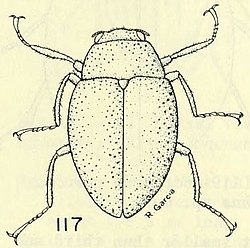 Aquatic dryopoid beetles (Coleoptera) of the United States (Page 51) BHL3286878 (cropped).jpg