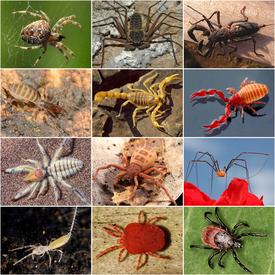 Arachnida collage.png