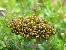 Newly hatched Araneus diadematus Aranhas. ninho. Vilarromaris. Galiza.jpg