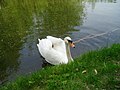 Labuť (arboretum Mlyňany)