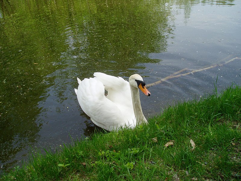 File:Arboretum-swan1.JPG