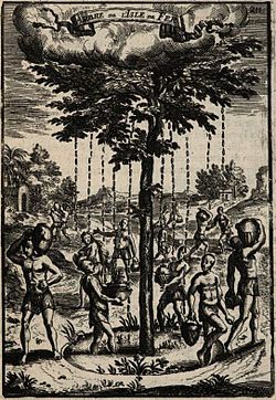 L'arbre fontaine ou Garoé, d'après une gravure tirée de Manesson Mallet (1683) qui n'avait jamais vu l'arbre, ne s'était pas rendu sur El Hierro et ne fit à l'égard de la géographie et de l'histoire qu'un travail de compilation. Les graveurs de même n'étaient pas hommes de terrain mais ce n'empêchait pas la bonne qualité graphique de leur travail.