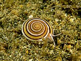 A living Architectonica staircase shell sea snail Architectonica sp. (Marine snail).jpg