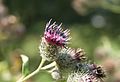 Arctium tomentosum