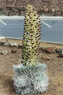 Argyroxiphium sandwicense Haleakala.jpg