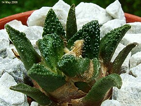 Beschreibung des Bildes Ariocarpus bravoanus hintonii.jpg.