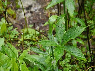 <i>Arisaema jacquemontii</i> Species of plant