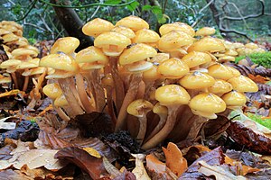 Miodowo-żółty grzyb miodowy (Armillaria mellea)