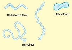 various forms of spirals Arrangement of spiral bacteria.JPG