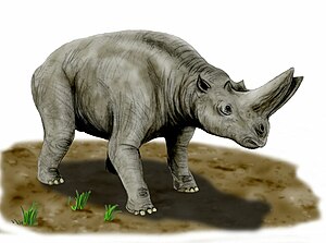 Arsinoitherium: , rog embritopode iz kasnog eocena i ranog oligocena.